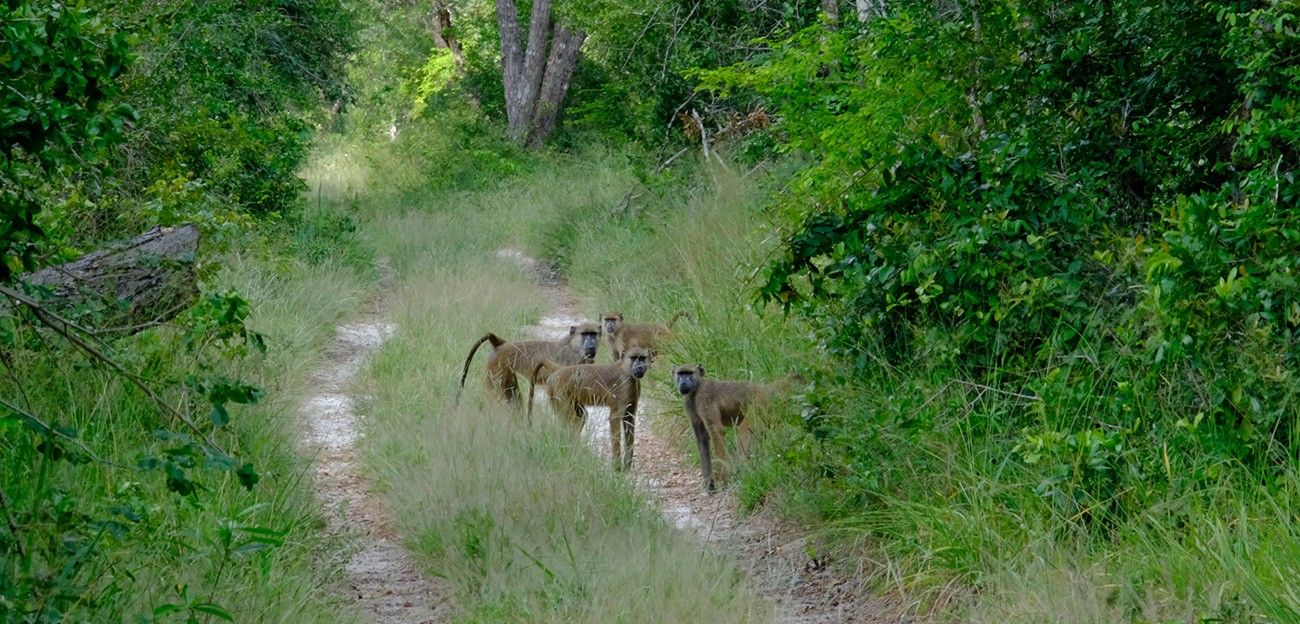 Arabuko Sokoke Forest Experience
