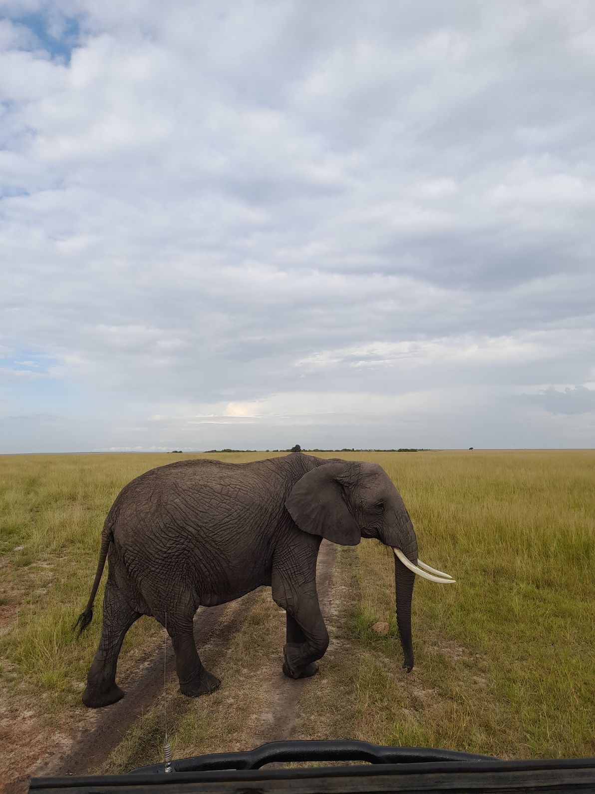 Majestic African Elephant